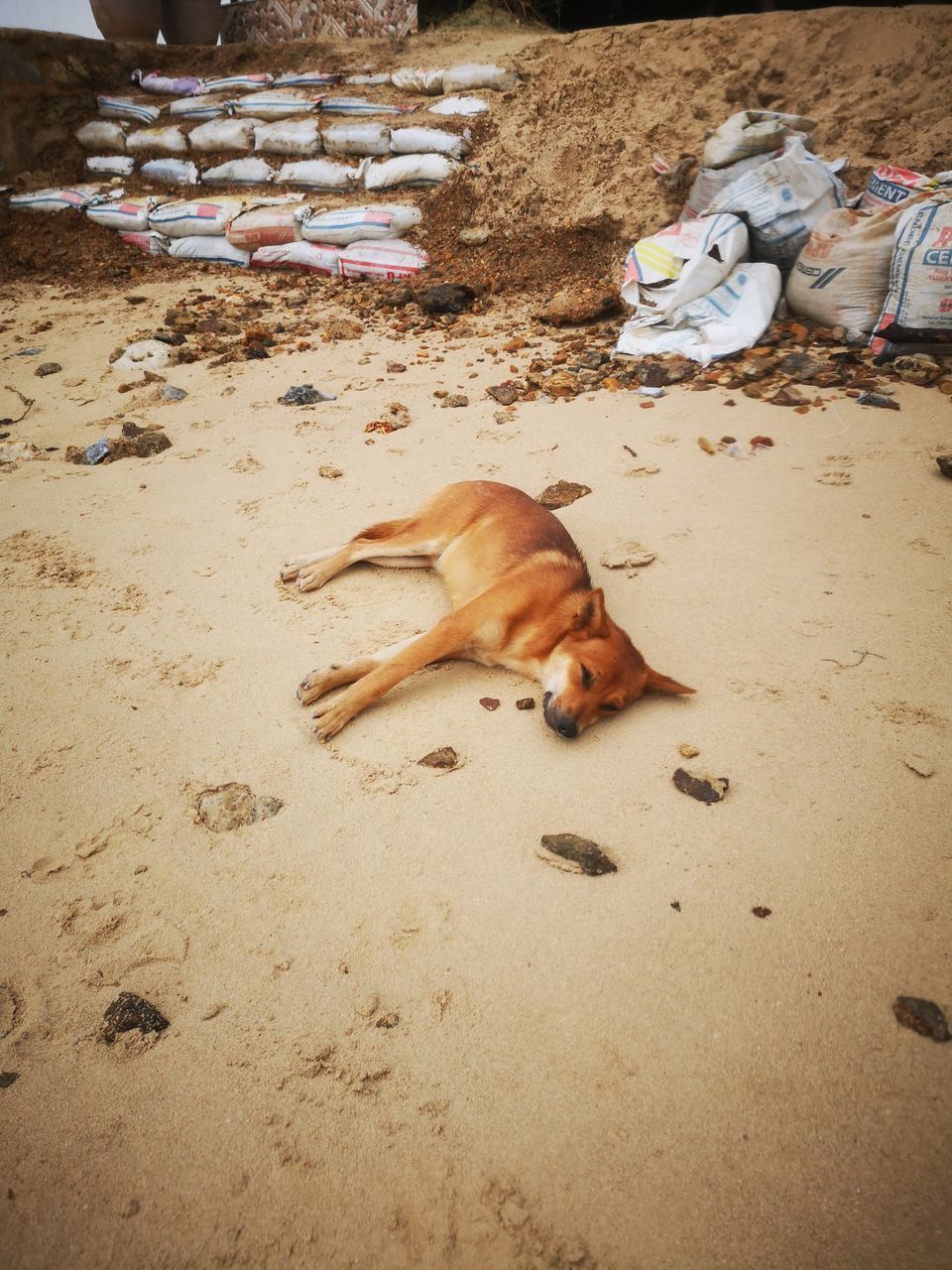 HIGH ANGLE VIEW OF DOG SLEEPING IN SAND