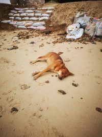 High angle view of dog sleeping on sand