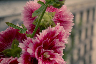 Close-up of pink flower