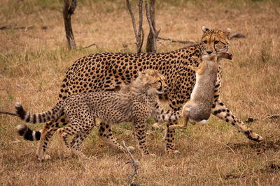 Cheetah family hunting on grassy field 