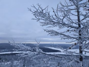 Snow covered plants against sky