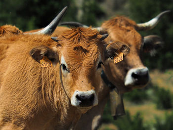 Portrait of cow standing outdoors