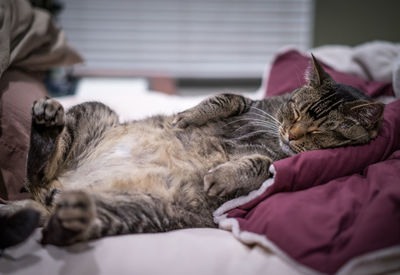 Close-up of cat sleeping on bed