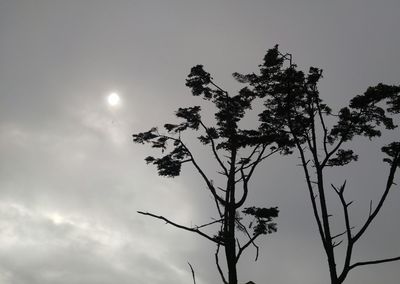 Low angle view of tree against sky at night