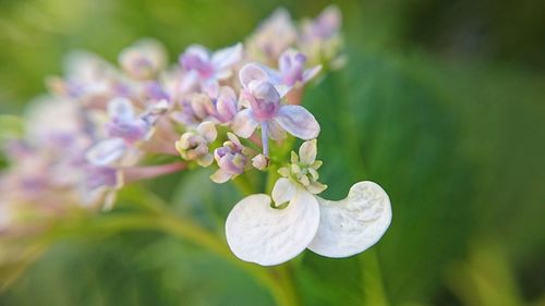 Close-up of flowers blooming outdoors