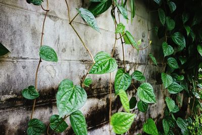 Close-up of ivy growing on potted plant against wall