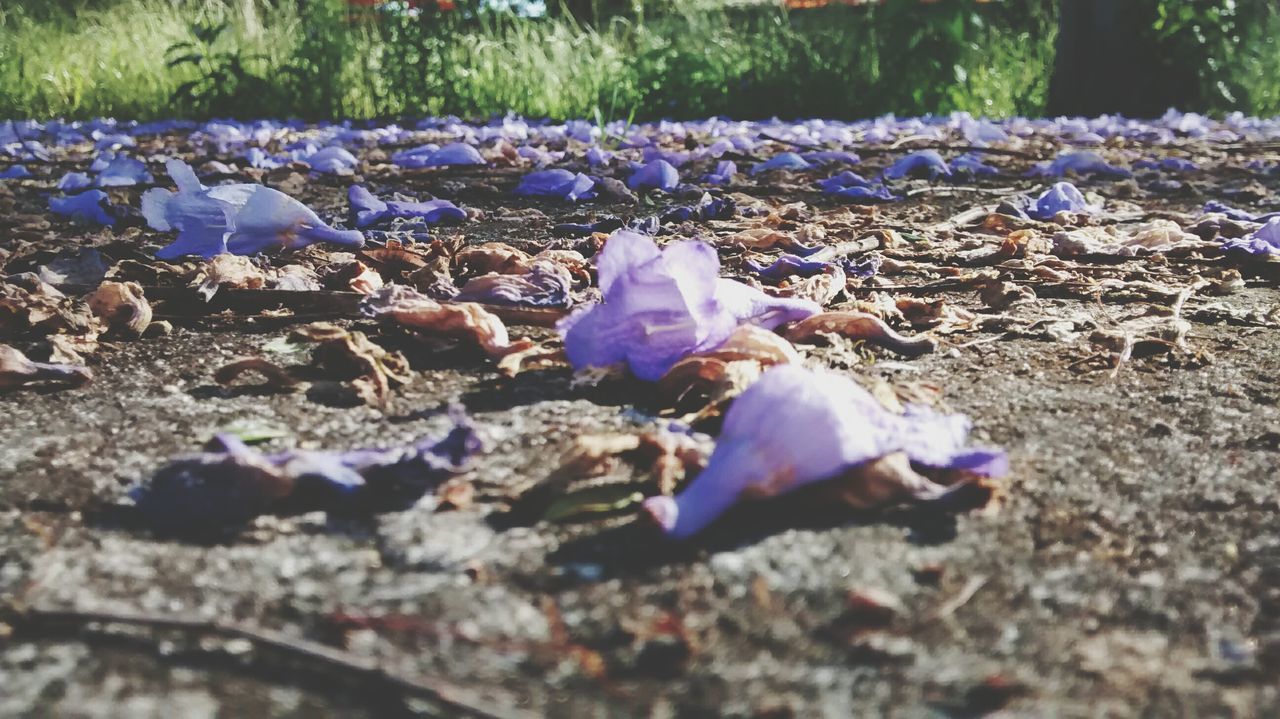 field, blue, selective focus, day, nature, stone - object, surface level, outdoors, purple, high angle view, sunlight, pebble, close-up, fragility, dry, fallen, ground, focus on foreground, leaf, childhood