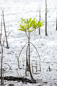 Close-up of plant on field during winter