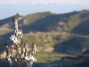 Close-up of flowering plants on land against sky