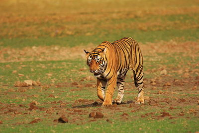 View of a cat on field