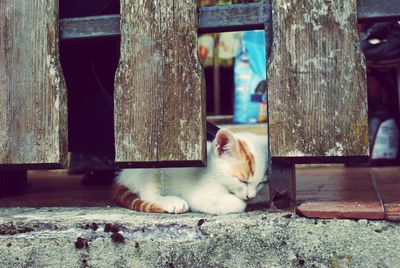 Close-up of cat on wood