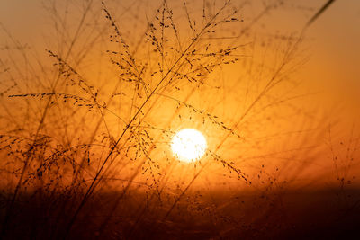 Low angle view of silhouette plants on field against sky during sunset