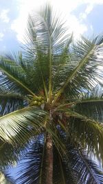 Low angle view of palm tree against sky