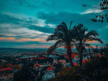 Palm trees against sky in city