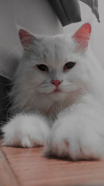 Close-up portrait of a cat at home