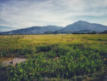 Scenic view of field against sky