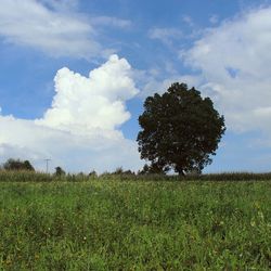 Scenic view of grassy field against sky