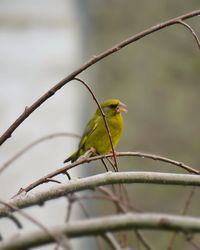 Close-up of bird perching on branch