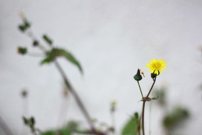 Close-up of yellow flowering plant
