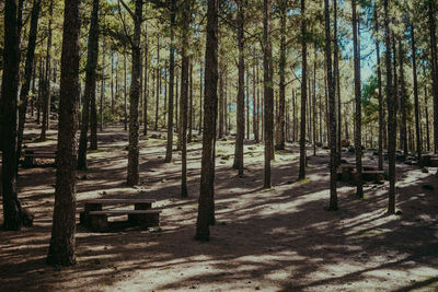 Trees in forest