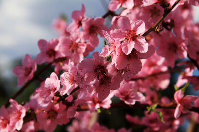 Close-up of pink cherry blossoms