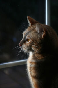 Close-up of cat