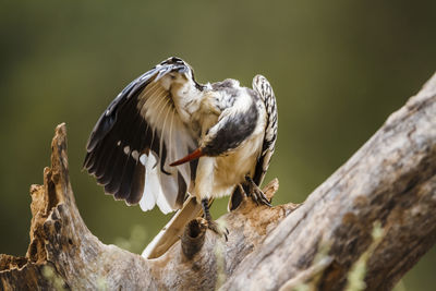 Close-up of bird perching on tree