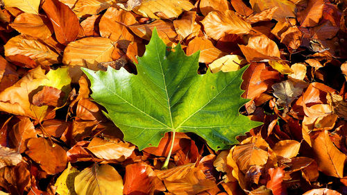 Close-up of leaves
