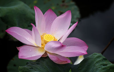 Close-up of pink water lily