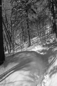 Bare trees on snow covered landscape