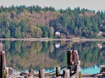 Reflection of trees on calm lake