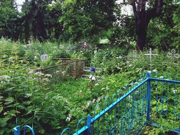 Plants growing on fence