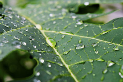 Close-up of raindrops on leaves