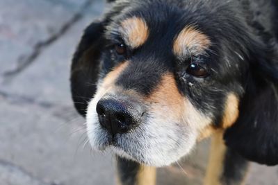 Close-up portrait of dog