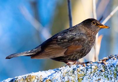 Close-up of bird perching on snow