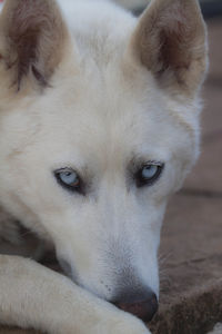 Close-up portrait of dog lying down