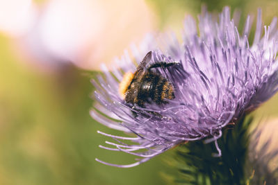 Close-up of insect on flower