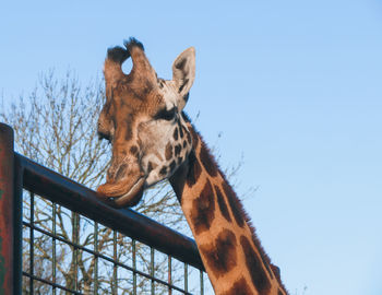 Low angle view of giraffe against clear sky