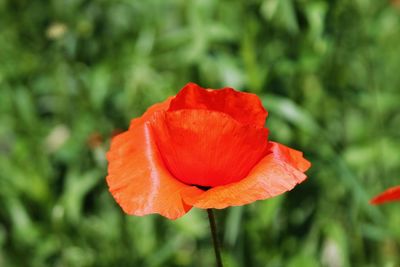 Close-up of red flower blooming outdoors