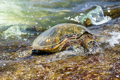 Close-up of turtle in water