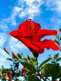 Low angle view of red flowering plant against sky