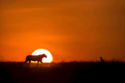 Scenic view of sunset