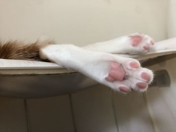 Close-up of cat lying on bed at home