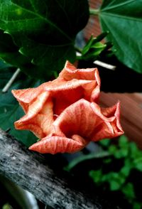 Close-up of flower blooming outdoors