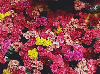 Full frame shot of pink flowers