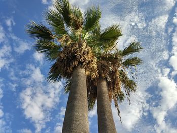 Low angle view of trees against blue sky