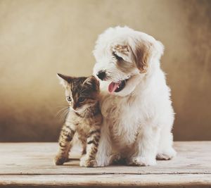 Cat and dog sitting on wood