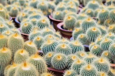 Full frame shot of succulent plant