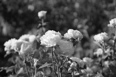 Close-up of white roses