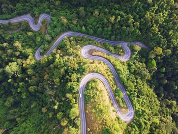 High angle view of plants by road against trees